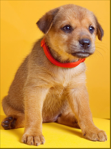 Closed: A home for this adorable pup