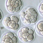 Roundtable: Singaporean Views on Elective Egg Freezing