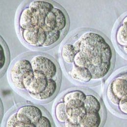 cryopreservation